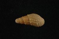 藏品(瘤蜷)的圖片